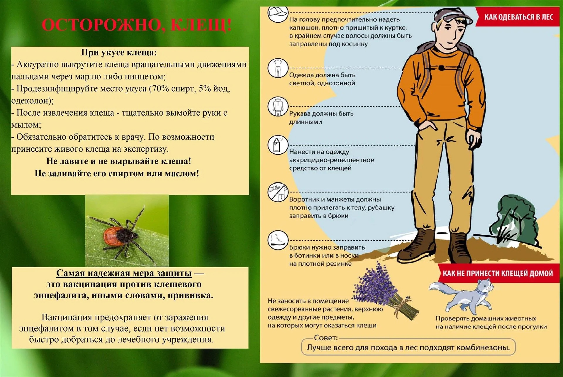 Осторожно, клещ!.