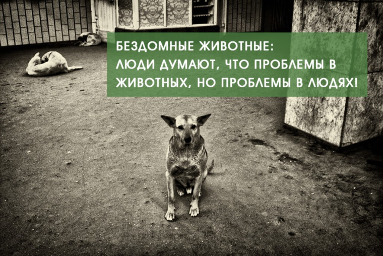 Собаки... проблема? Или проблема в нас, людях?. Собаки... проблема? Или проблема в нас, людях?.